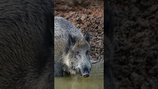 Jabalí mató a cazador que le había disparado