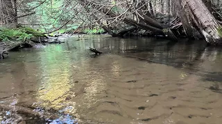 Creek Fishing for Brown Trout with Gold Inline Spinners