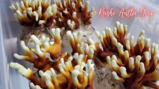REISHI SPAWN AND SUBSTRATE TIPS, Antler Style Reishi Grow