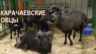 Овцы Карачаевской породы. Выставка Золотая Осень-2017