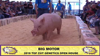 Top Cut Genetics | Big Motor York Boar | 2018