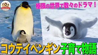 【超過酷！】コウテイペンギン子育て物語・完全版…マイナス35℃！極寒の南極大陸で愛くるしい赤ちゃんに迫る危機とは？悲劇を乗り終える親子愛【どうぶつ奇想天外／WAKUWAKU】