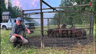 Trapped 114 wild hogs on the club. Is this the last group?