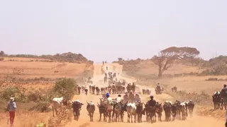 IMF: Africa sees 'most challenging' environment in years • FRANCE 24 English