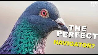 How Pigeons Always Find Their Way Home || The Surprising Secret of Pigeons!