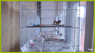 152x46x45,5 Клетка для птиц Triol 504 Большая пролетка Bird cage Large span