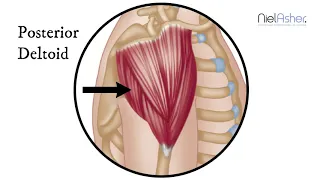 How To Find Trigger Points - Posterior Deltoid Muscle