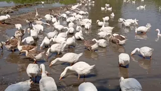 So Many Ducks Swimming in Pond | Pets and Birds Sounds | Funny Cats and Dogs Video 2023 | Animals