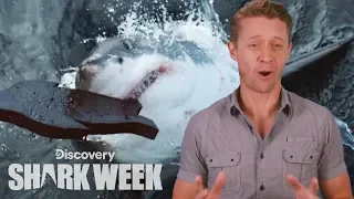 A New Great White Discovery | Shark Week's The Daily Bite