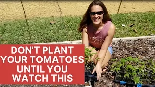 How to Transplant Tomatoes The Right Way