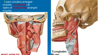 98  Muscles of pharynx