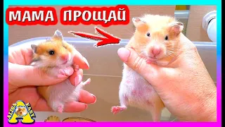 FANTA осталась БЕЗ ХОМЯЧАТ / Деревянное КОЛЕСО в подарок для Хомки / Alisa Easy Pets