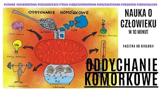 Oddychanie Komórkowe – Istota Oddychania – Oddychanie Tlenowe – Spalanie Glukozy – Fermentacja