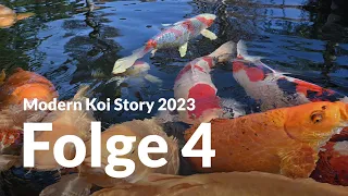 Modern Koi Story 2023 - Folge 4