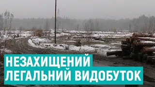 Чому легальний видобуток бурштину так і не почався на Рівненщині