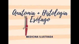 Anatomía + Histología Esófago