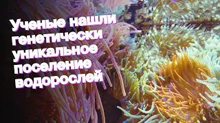 Ученые нашли генетически уникальное поселение водорослей