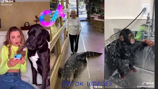 Animals TikTok Compilation