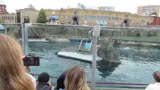Московский дельфинарий в зоопарке 2013 (HD)