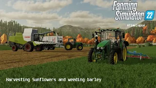 Harvesting Sunflowers and weeding barley/Galgenberg/timelapse