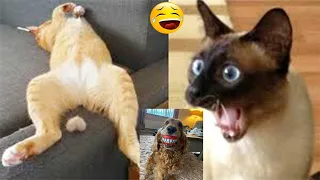 New funny Animals 2024 -Funniest animals -  Funniest dogs and cats - Part 1