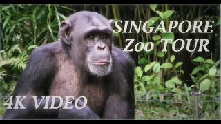 Singapore Zoo Animals Tour 4K 2020 Video |Singapore Top Attractions-World's best zoo