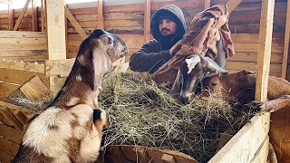 БЕДА НЕ ПРИХОДИТ ОДНА! НЕПРИЯТНОСТИ НА ХОЗЯЙСТВЕ! НАША ФЕРМА! ЖИЗНЬ ПРОСТЫХ ЛЮДЕЙ В ДЕРЕВНЕ!