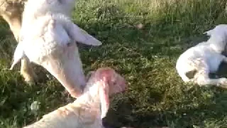 Koyun ikiz doğum yapıyor - Gergin bekleyiş