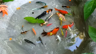 menangkap Ikan hias Molly Balon, Ikan Cupang warna warni, Ikan glofish, ikan mas koki