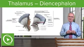 Thalamus – Diencephalon | Lecturio
