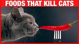 Foods You Should Never Give Your Cat #Funniest #Cats #dogs