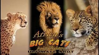 Africa’s Big Cats bow hunt - big cats challenge lions hunting documentary - AI enhanced video to HD