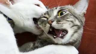 It's TIME for SUPER LAUGH!🐱- Best FUNNY CAT Videos of Week/MYCats