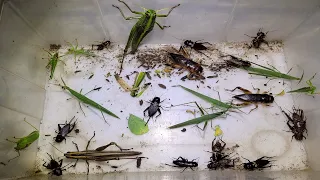 Catch insects at night and fry them crispy