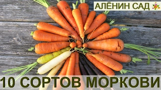 10 СОРТОВ МОРКОВИ выбираю лучшие! Как я выращиваю морковь от посева до сбора урожая