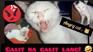 Angry🤬Cats😾/ galit na galit na pusa 2022😅 #susiehot25