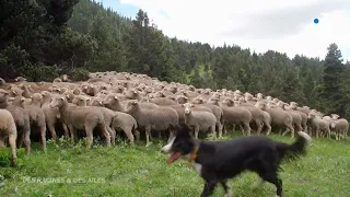 Estive dans le Vercors avec 2500 brebis