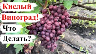 Как СДЕЛАТЬ Виноград СЛАДКИМ? Как ПОМОЧЬ ему НАБРАТЬ САХАР!