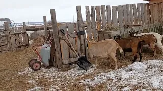 Кетоз у козы, что делать