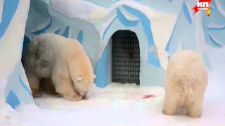 В Новосибирском зоопарке воссоединили медведей Кая и Герду