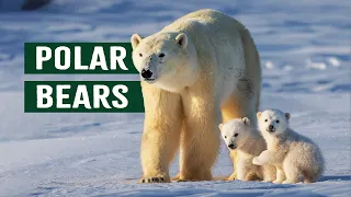 Capturing The Polar Bears' Struggle For Survival In The Arctic | Polar Bear Alcatraz Documentary