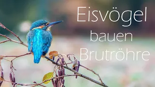 Der Eisvogel - Bau der Brutröhre 4K