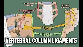 VERTEBRAL COLUMN ANATOMY (2/2) - Ligaments and the Spinal Cord