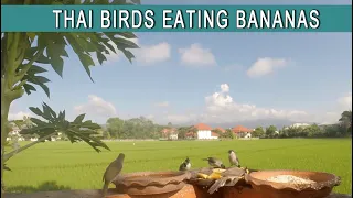 Thai Birds Eating Bananas in Chiang Mai