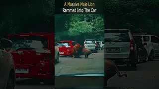 A Massive Male Lion Rammed Into The Car