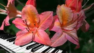 Вальс Цветов П.Чайковский / Waltz of the Flowers P.Tchaikovsky