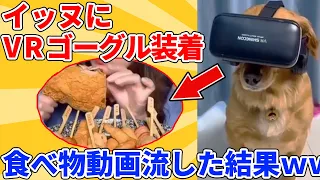 【2ch動物スレ】イッヌにVRゴーグル装着→食べ物の動画流した結果ｗｗｗｗｗ