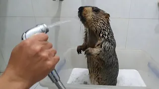 Marmot was angry when he was put in the bath