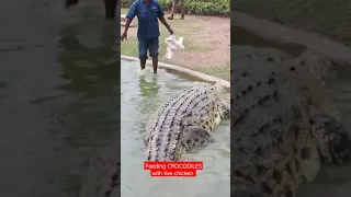 Feeding CROCODILES with live Chicken #shorts Please SUBSCRIBED.