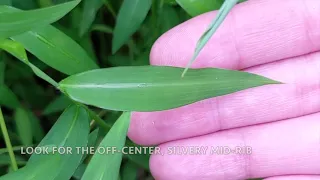 Japanese stiltgrass hand-pull tutorial